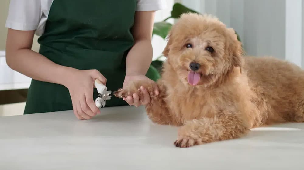 Pup-E-Tails: Your Trusted Destination for Puppy Nail Trimming in Torrance, CA