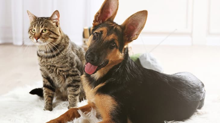 Understanding Pet Body Language: What Dog/Cat Pet is Trying to Tell You