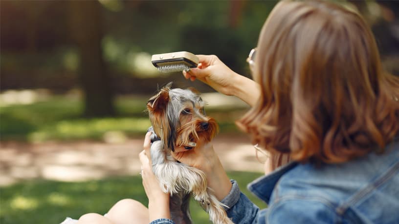 How Grooming Changes Your Pet's Comfort in Southern California Weather