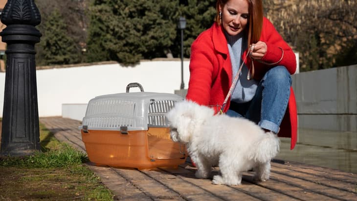 Change Your Pet’s Grooming Routine According To The Weather