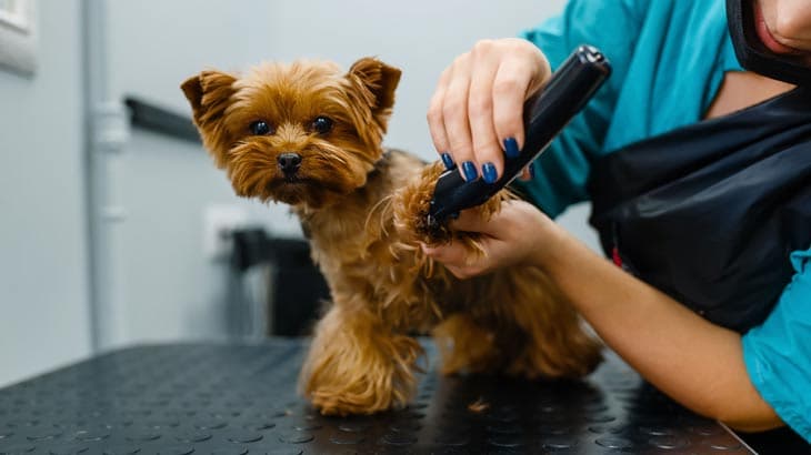 GET YOUR DOG READY FOR SPECIAL OCCASIONS