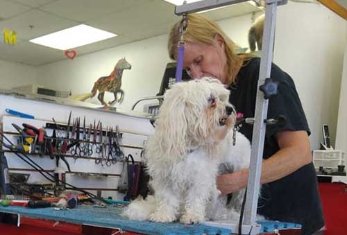 Pet grooming services Torrance CA