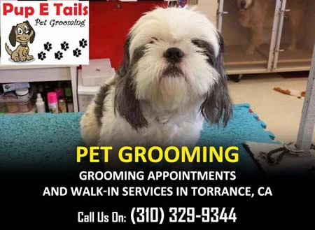 Pet Cleaning near me